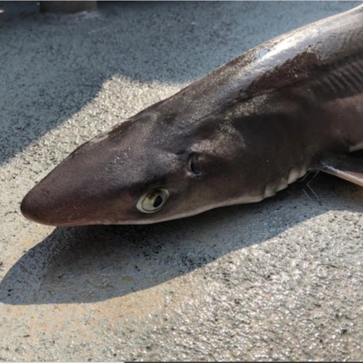 A Dogfish