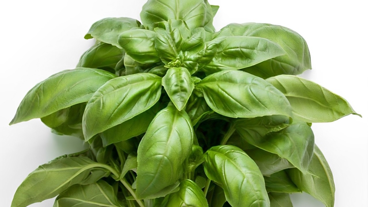 A nicely harvested Basil herb.