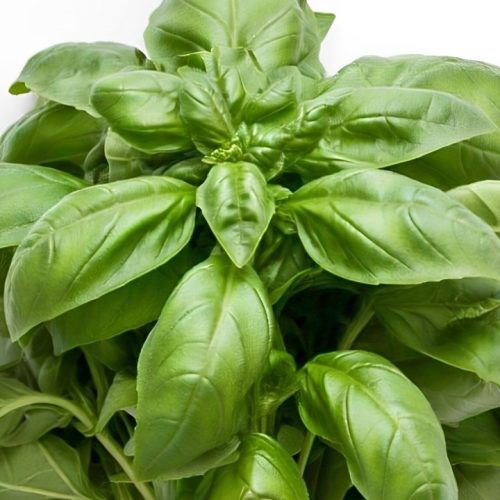 A nicely harvested Basil herb.