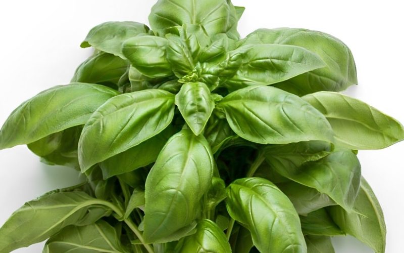 A nicely harvested Basil herb.