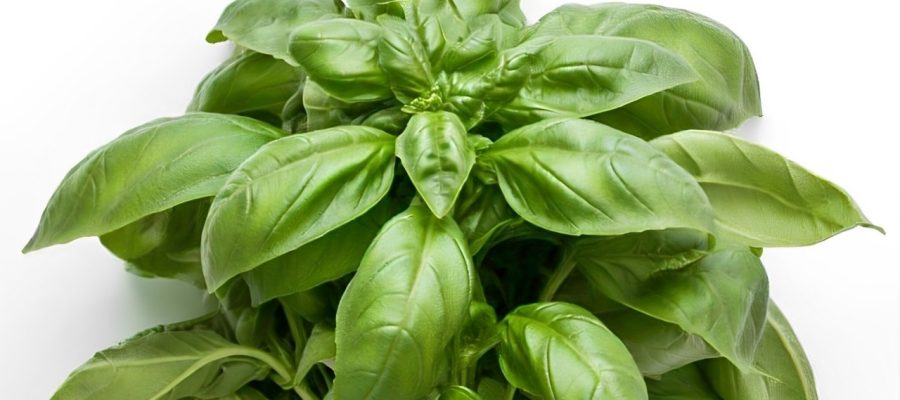 A nicely harvested Basil herb.