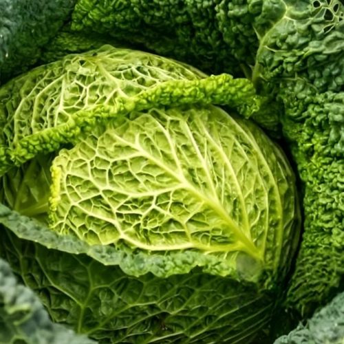 Unlocking the Health Benefits of Alcosa Cabbage: A Nutritional Powerhouse