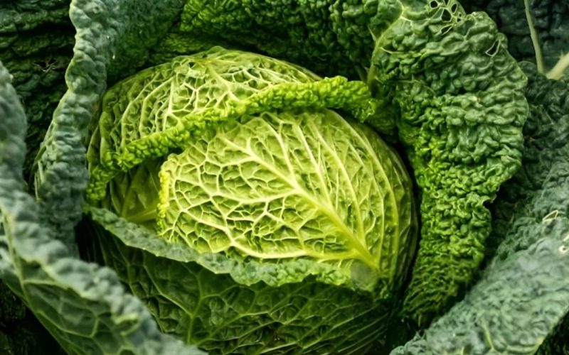 Unlocking the Health Benefits of Alcosa Cabbage: A Nutritional Powerhouse