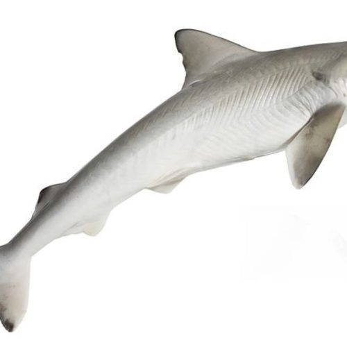 A Dogfish.