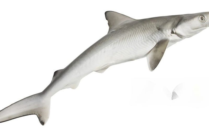 A Dogfish.